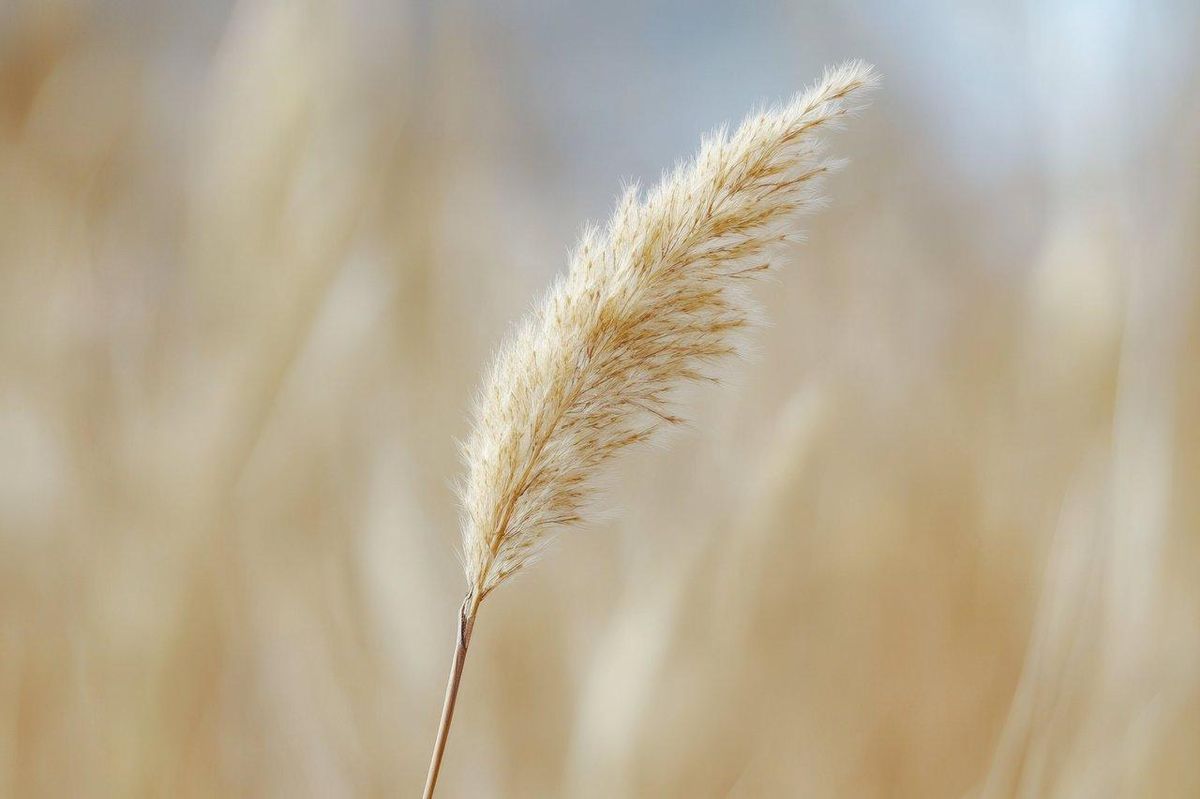 Nature et acoustique : les anches des instruments naissent de telles merveilles végétales.