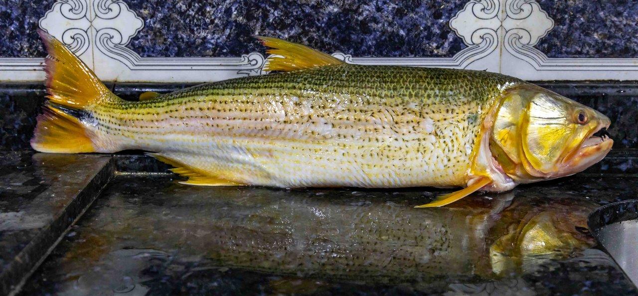 Basse 5 cordes fiable à moins de 400 € en 2026 : guide expert