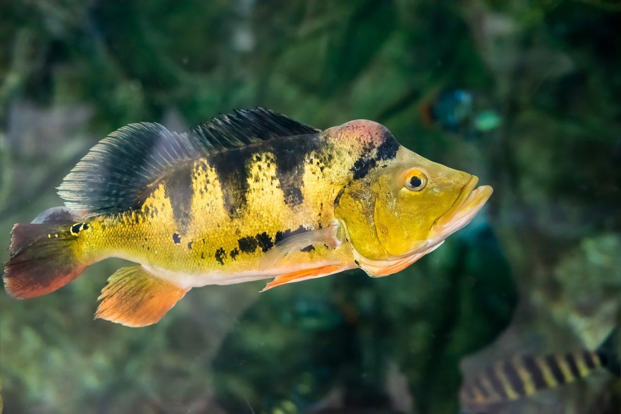 Optimiser l'action d'une basse 5 cordes sans compromettre la justesse