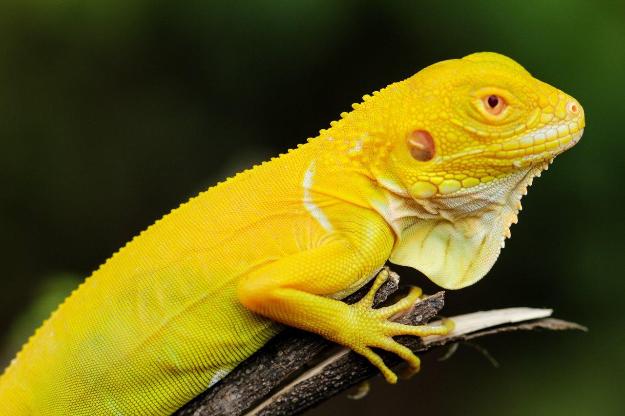 Comparaison entre home studio speakers et professional studio monitors pour un mixage précis.