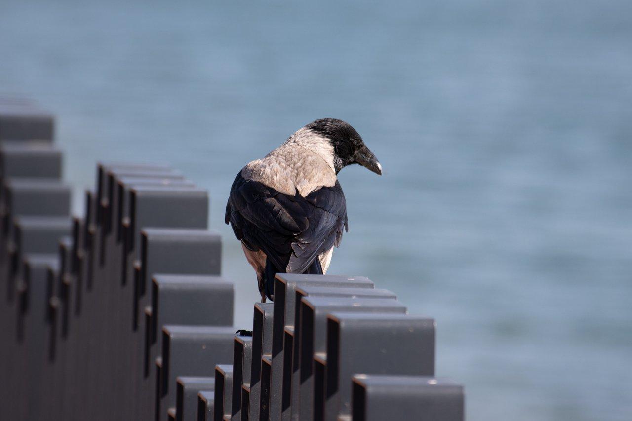 L’interface du audio loudness analyzer montre les mesures LUFS et Loudness Range en mixage audio.